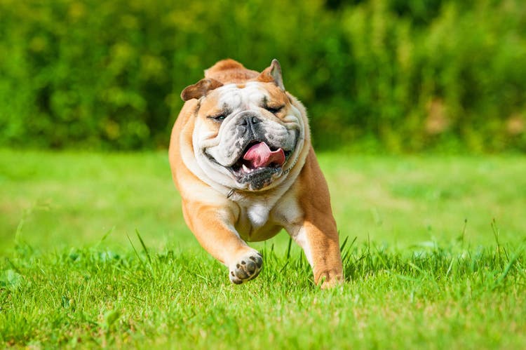 bulldog temperament