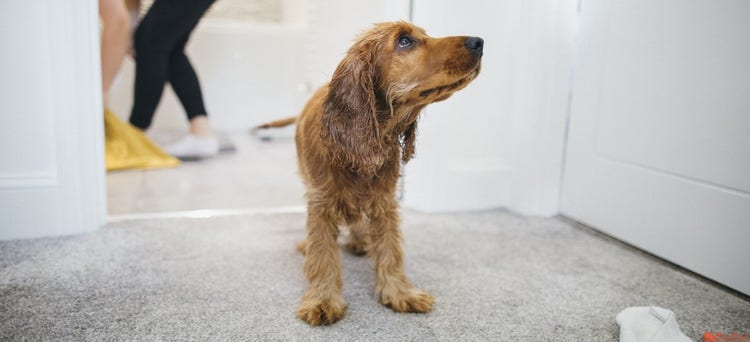 A dog standing on carpet AI-generated content may be incorrect.