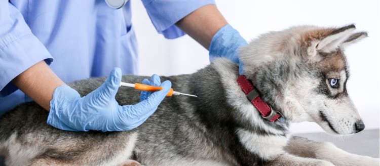 A vet inserting a microchip into a dog.