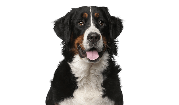 Close-up of a Bernese Mountain Dog with black, white, and brown markings with it's tongue slightly out.