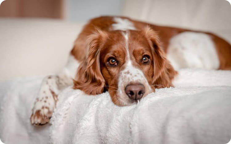Brown and white dog with spotted legs lying on a white blanket indoors.