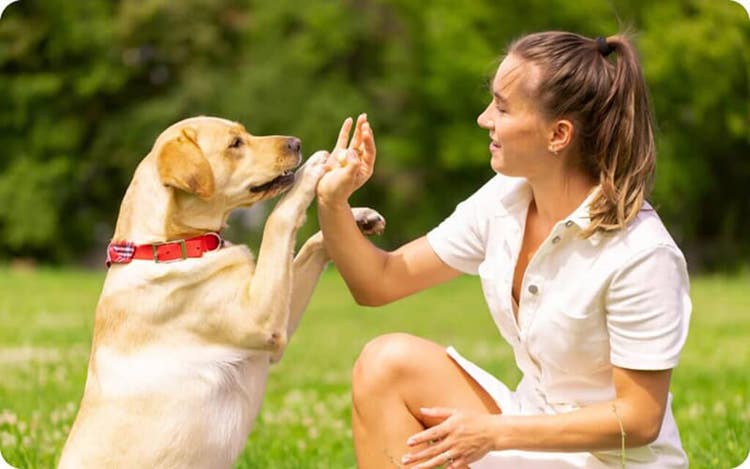 Person in a white shirt sitting on grass, interacting with a Labrador Retriever standing on hind legs and touching their hand.