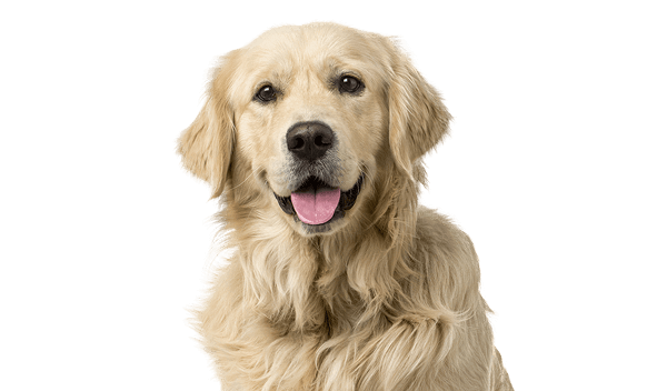 Happy dog with light-colored fur.
