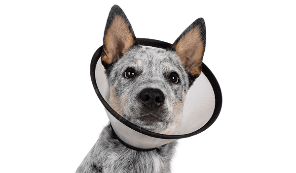 Grey and white dog with black spots and upright ears wearing a cone collar.