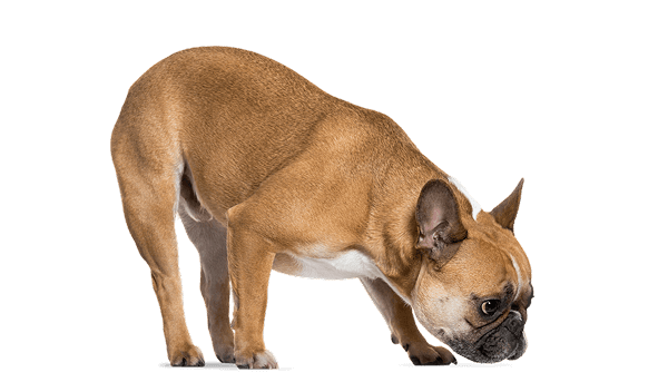 Brown and white French Bulldog standing with head lowered, sniffing the ground.