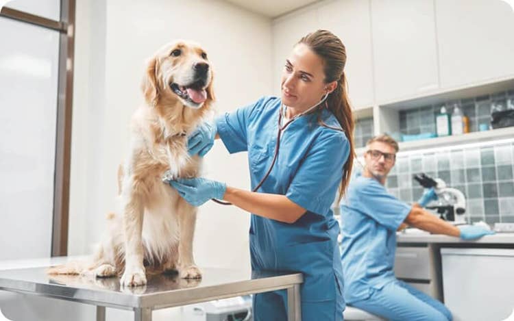 Veterinarian in blue scrubs examining a Golden Retriever with a stethoscope in a clean clinic, with another staff member working in the background.