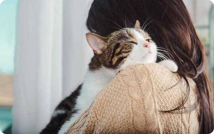 Cat resting peacefully with eyes closed on a person’s shoulder, who is wearing a beige knitted sweater, in a softly lit indoor setting.