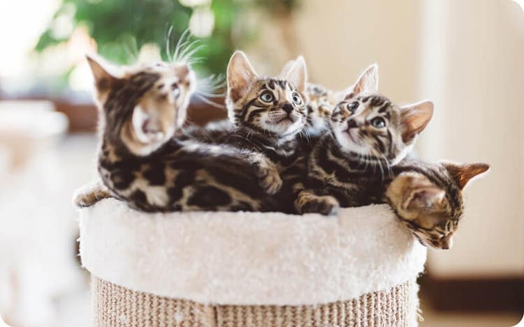 Five striped and spotted kittens sitting in a plush-lined basket, looking curious and relaxed, with a softly blurred background emphasizing their playful nature.